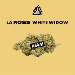 Fleur de CBD KOSS White Widow - Lord Kossity - 3gr(1)